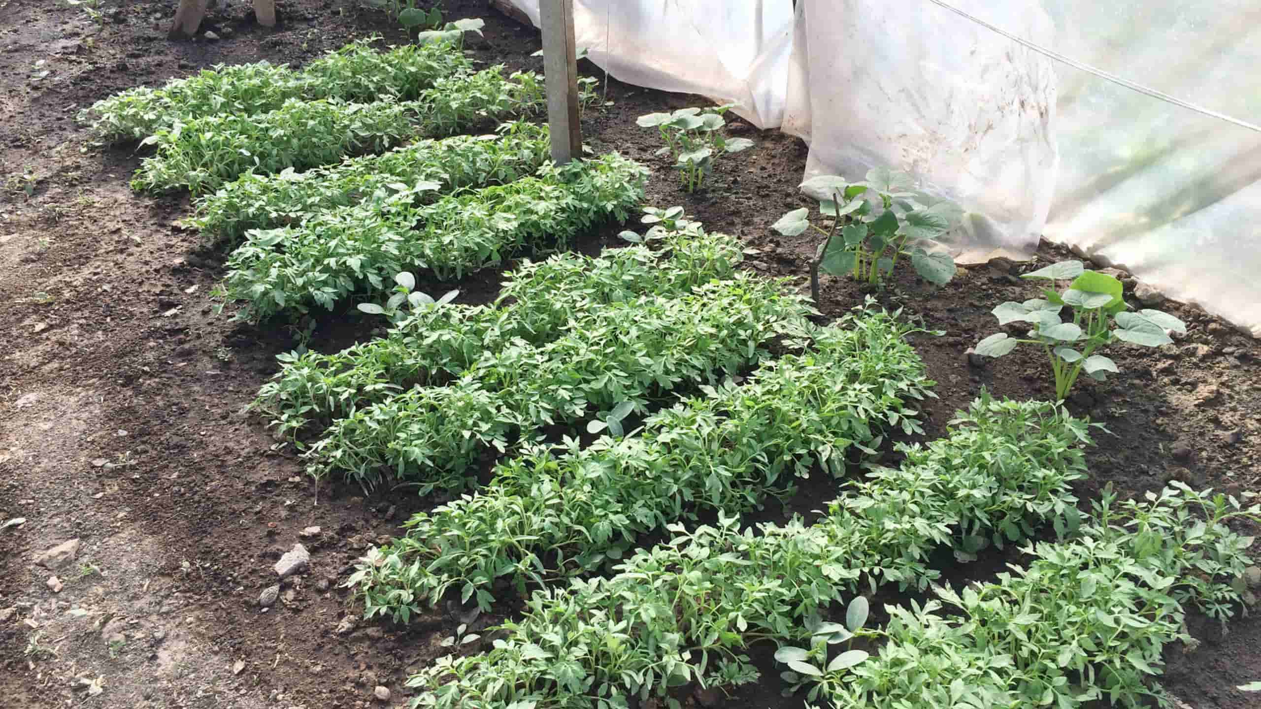 Få Mere Ud af Dit Drivhus med Vækstlys