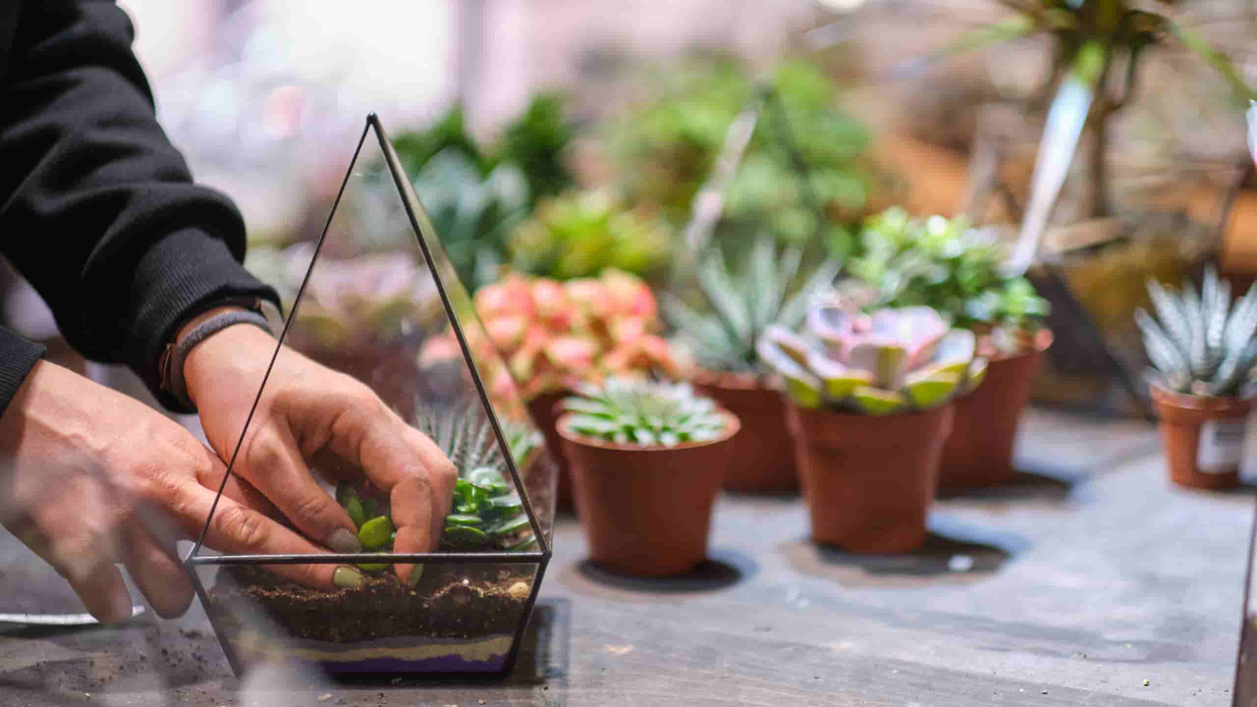 Plast Drivhuse: Holdbart og Praktisk