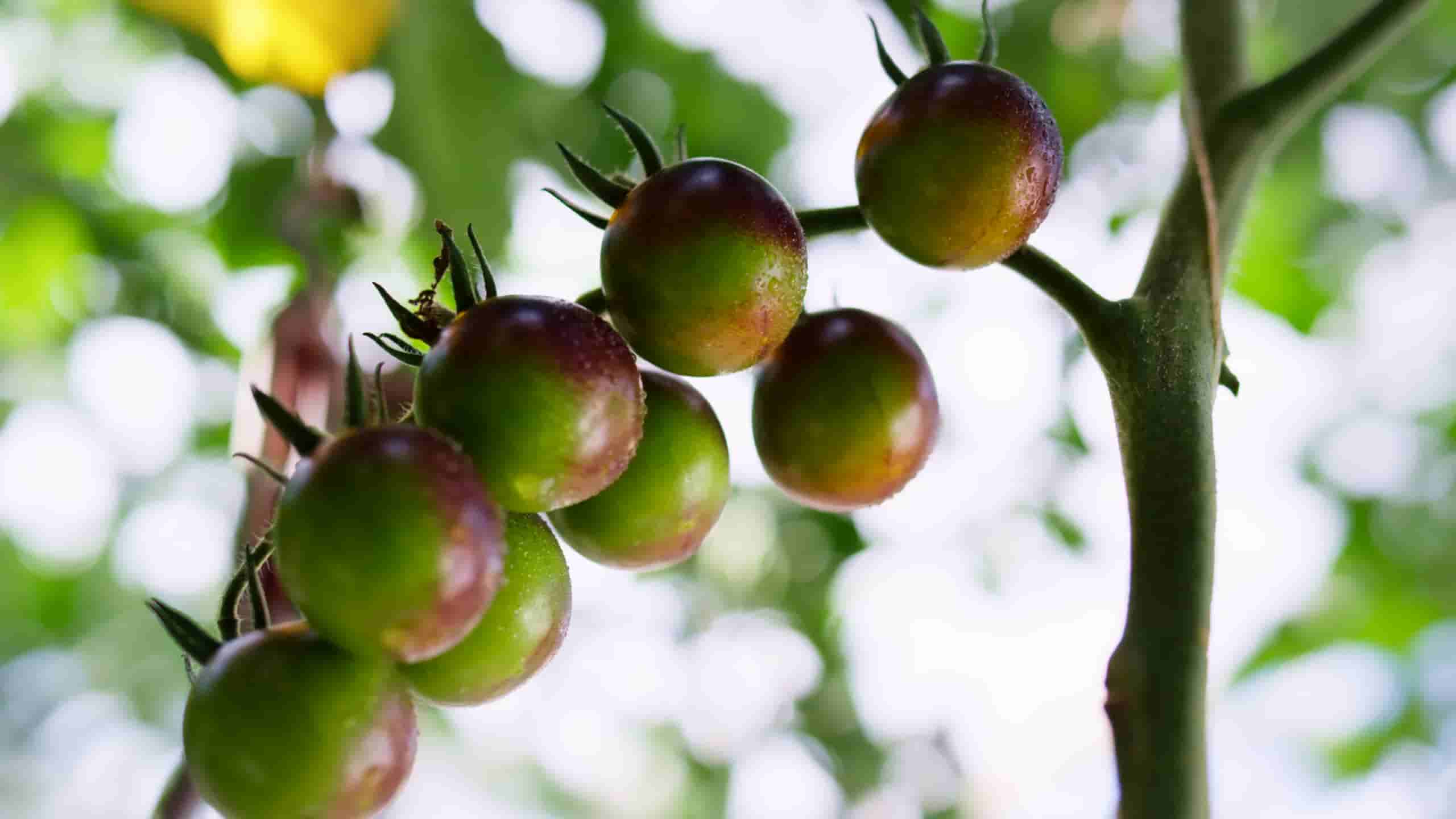 Selvvandingssystemer: Din Havepleje Partner