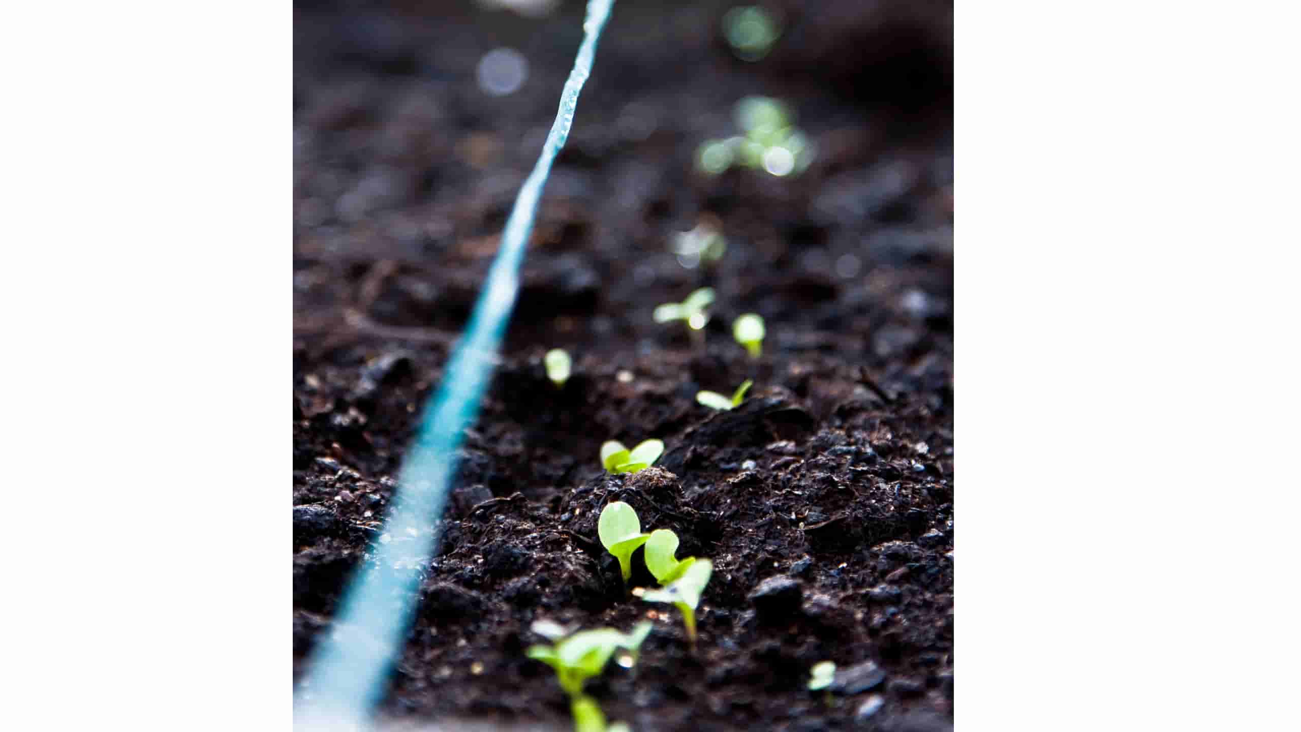 Plast Drivhuse: Let at Vedligeholde og Rengøre