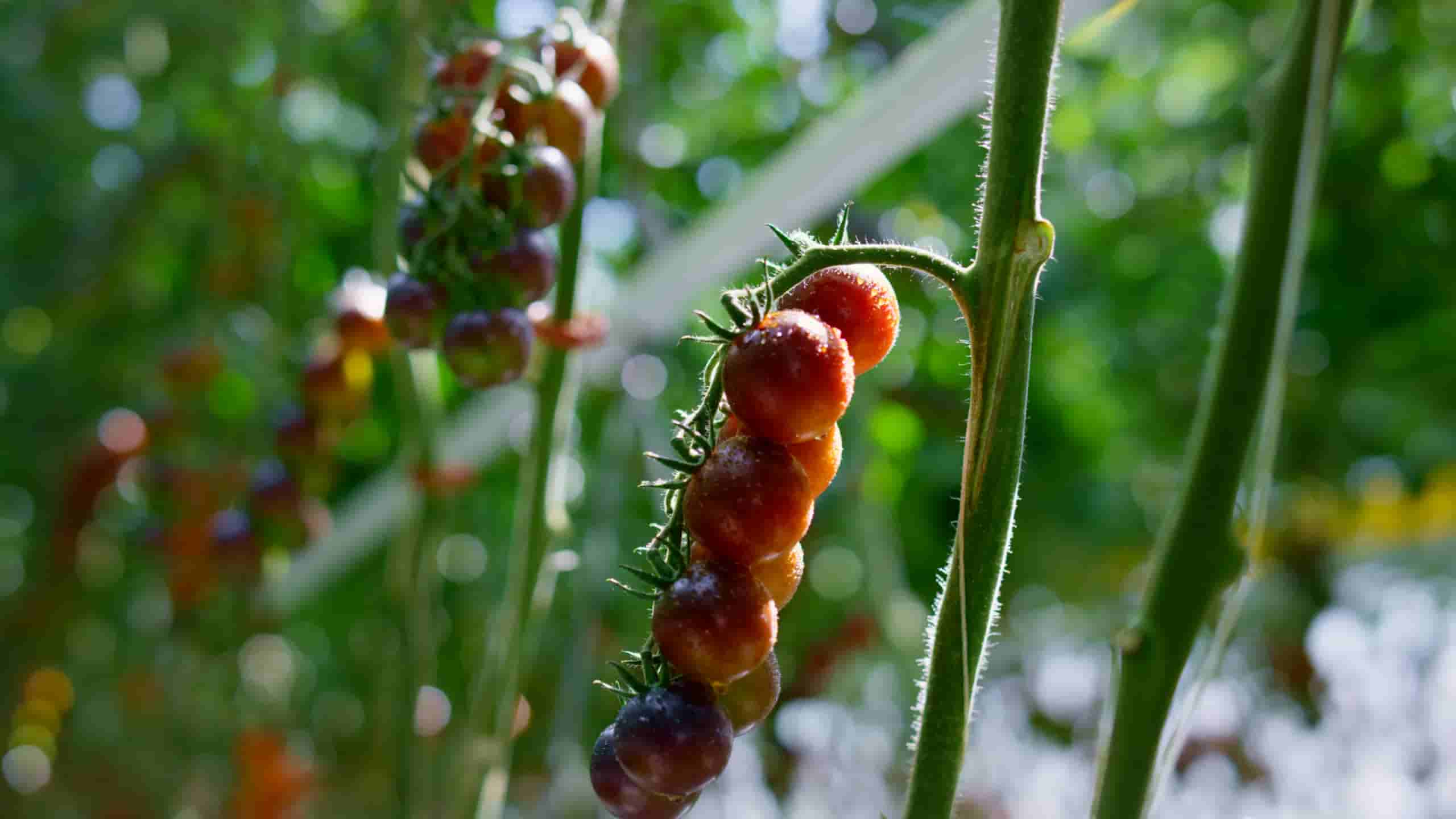 Opdag Skønheden ved Mini Drivhuse